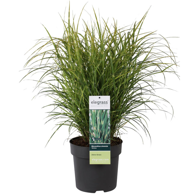 Miscanthus sinensis Strictus - Prachtriet - ↕60cm - Ø23cm