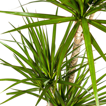 Dracaena marginata zielona z koszykiem - ↕110-130cm - Ø21cm