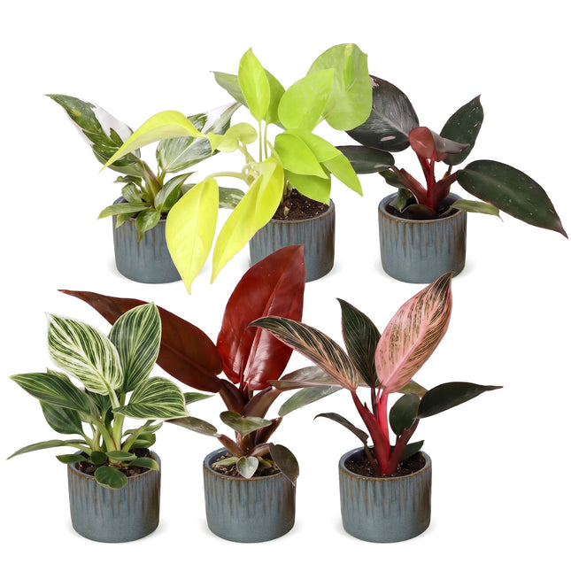 Baby Philodendron Family 6x - Wit - Roze - Geel - Groen - Rood - Tropisch - incl. Linnea Misty Blue - Ø6cm - ↕10-15cm