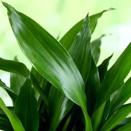 Dracaena fragrans Steudneri - Árbol del dragón - ↕50-55cm - Ø17cm