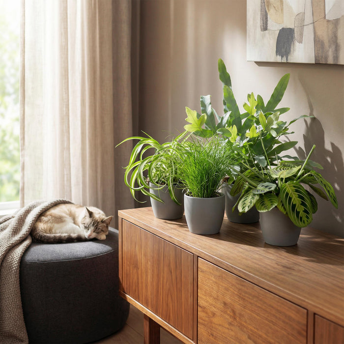 Chlorophytum - Cyperus - Phlebodium - Maranta - Mix van 4 - Huisdiervriendelijke Planten - Pot 12cm - Hoogte 25cm