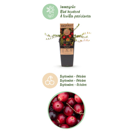 Vaccinium mac. Early Black - Mirtillo rosso - Resistente - Mirtillo blu - 2 piante - Vaso da 15 cm - Altezza 50 cm