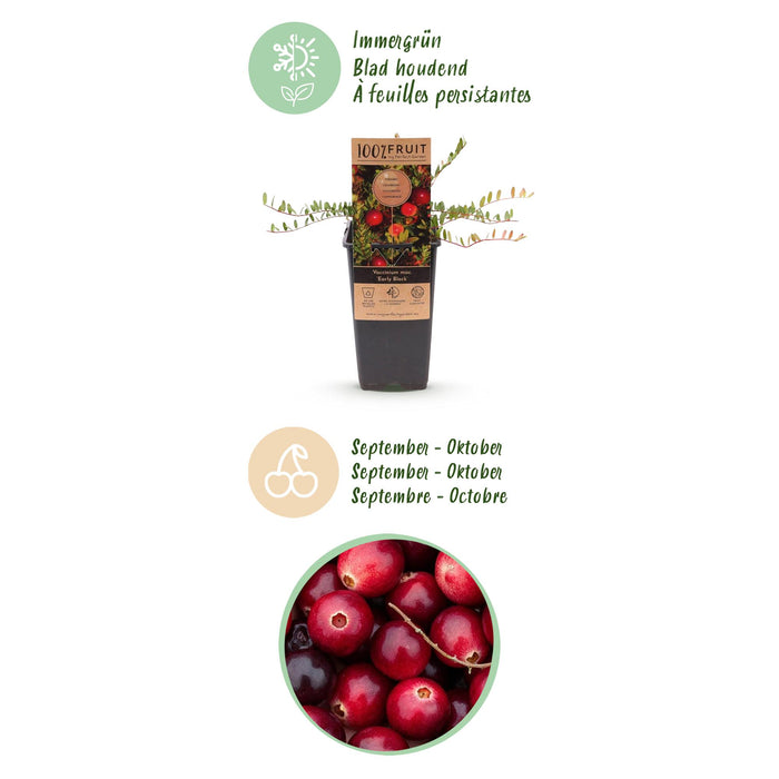 Vaccinium mac. Tidlig sort - Tranebær - Hårdfør - Blåbær - 2 planter - 15 cm potte - Højde 50 cm