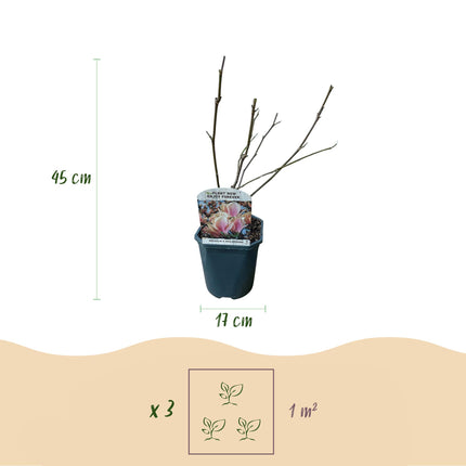 Magnolia soulangiana - Fleurs rose clair - 1 plant - Caduc - Entretien facile - Pot de 17 cm - Hauteur : 45 cm