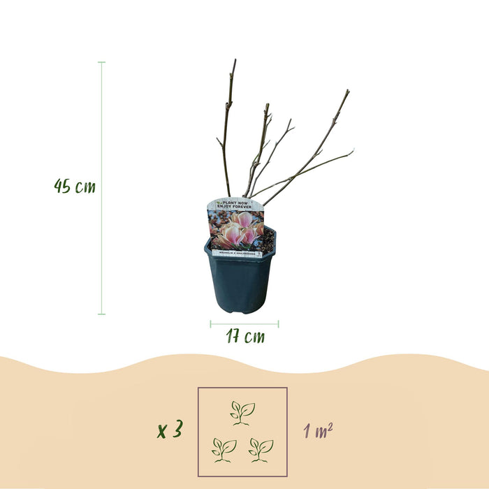 Heesters -  Magnolia Soulangiana  - Bloemen Licht Roze - 1 Plant - Bladverliezend - Weinig Onderhoud - Pot 17cm Hoogte 45cm