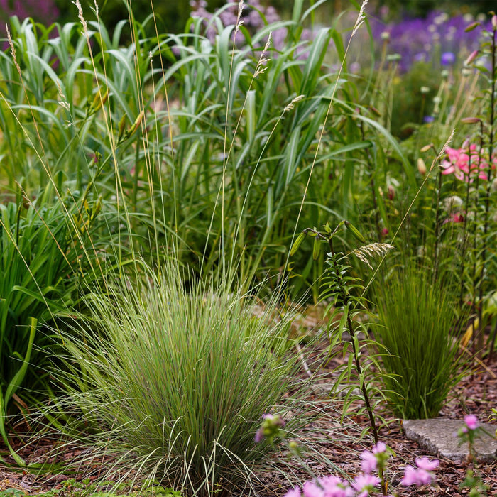Siergrassen - Festuca glauca Golden Toupee - Geel - 2 Planten - Bladhoudend - Weinig Onderhoud - Pot 17cm Hoogte 50cm