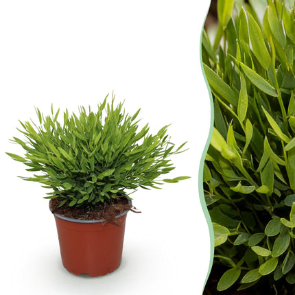 Bamusa Pogonatherum Monica - Herbe de Bambou - Bambou d'intérieur - ↕20cm - Ø12cm