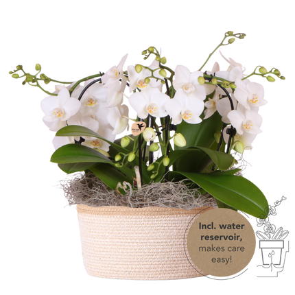Kolibri Orchids | Witte Jungle Bouquet Niagara Fall in Cotton Basket