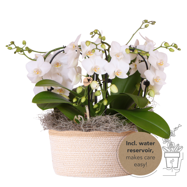 Kolibri Orchids | Vit Jungle-bukett Niagara Fall i bomullskorg