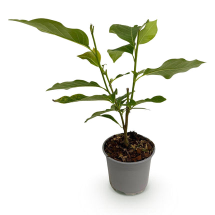 Magnolia soulangeana - Fleur rose - 1 plant - Caduc - Entretien facile - Pot de 12 cm - Hauteur 30 cm