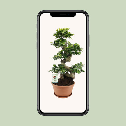 Ficus Ginseng - ↕70cm - Ø27cm