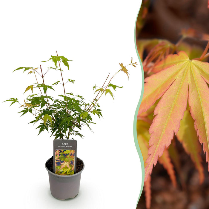 Japanse Esdoorn - Acer Palmatum Katsura - Oranje - ↕35cm - Ø12cm