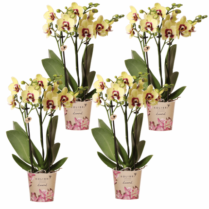 Kolibri Orchids | Combi Deal - 4 Geel-Rode Phalaenopsis Orchideeën Diamond Uruguay - Ø9 cm