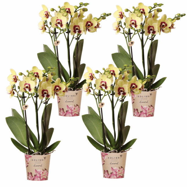 Kolibri Orchids | Combi Deal - 4 Geel-Rode Phalaenopsis Orchideeën Diamond Uruguay - Ø9 cm