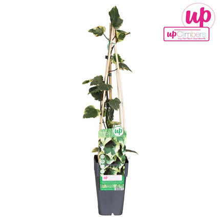 Hedera Colchica 'Dentata Variegata' - Klimop - ↕65cm - Ø15cm