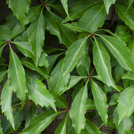 Parthenocissus Quinquefolia 'Engelmannii' - Vigne Sauvage - ↕65cm - Ø15cm