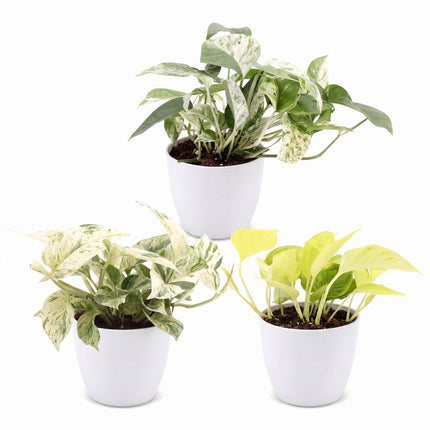Epipremnum Tricolour 3x - Geel - Groen - Creme - Tropisch - incl. witte pot - Ø6cm - ↕20-25cm