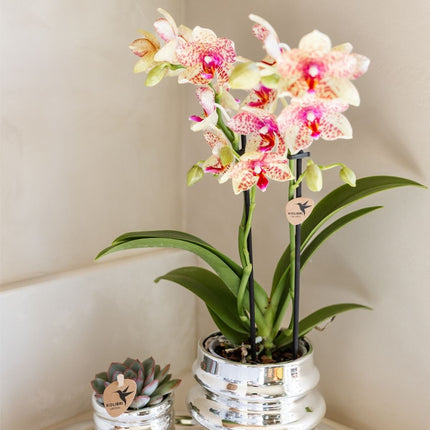 Kolibri Orchids | Combi Deal - 2 Oranje-Gele Phalaenopsis Orchideeën Mineral Grosseto - Ø9 cm