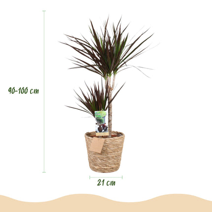 Dracaena Magenta - Dragon Blood Tree - with basket - ↕90-100cm - Ø21cm
