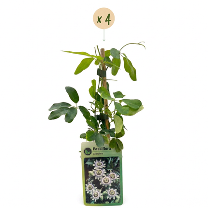 Passiflora caerulea - Blauwe passiebloem 4x - Wit - Paars - Klimplant - Ø9cm - ↕35cm