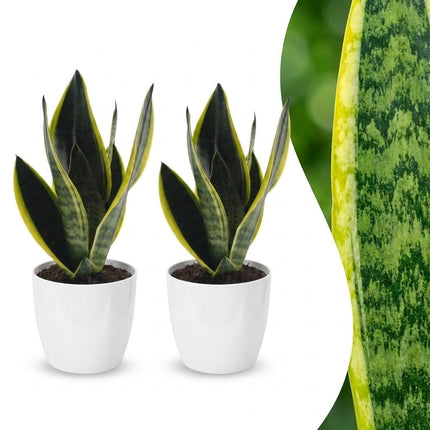 Sansevieria Future Superb - Vrouwentong - met witte pot - ↕35cm - Ø12cm - 2x