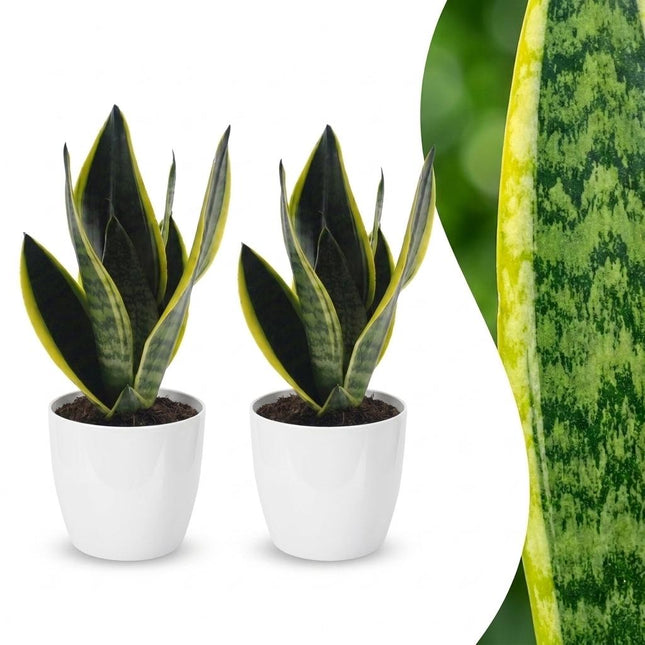 Sansevieria Future Superb - Wężownica - w białej doniczce - ↕35cm - Ø12cm - 2x