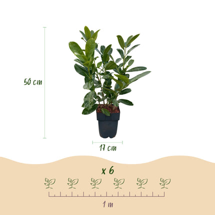 Prunus laurocerasus Rotundifolia - 1 metro lineare - ↕50cm - Ø17cm - 6x