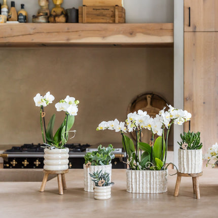 Kolibri Orchids | Witte Phalaenopsis Orchidee - Mineral Amabilis in Glow Travertine Sierpot met Giftbox - Ø9 cm