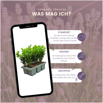 Buxus NewGen Freedom – opakowanie 4x6 – wytrzymałe krzewy zimozielone 24 x Ø7 cm – ↕15 cm – kompaktowy bukszpan