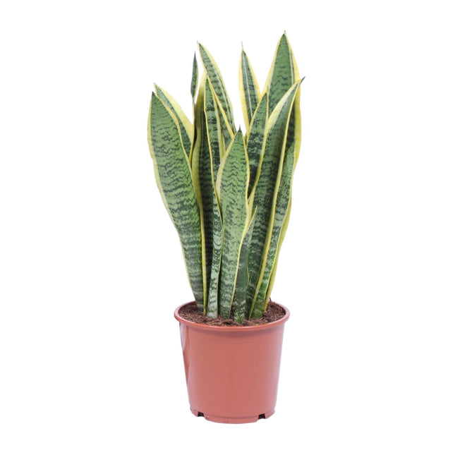 Sansevieria Trifasciata Laurentii - Snake Plant - ↕40cm - Ø14cm