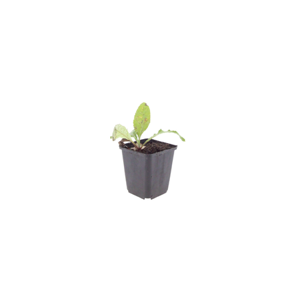Kugletidsel - Echinops ritro - ↕10-25cm - Ø9cm - 60x