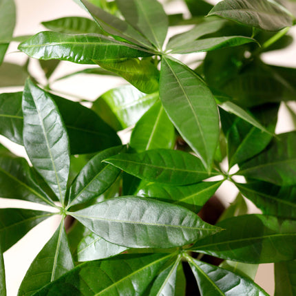 Pachira Aquatica de tallos múltiples - Árbol del dinero - ↕50-55cm - Ø17cm