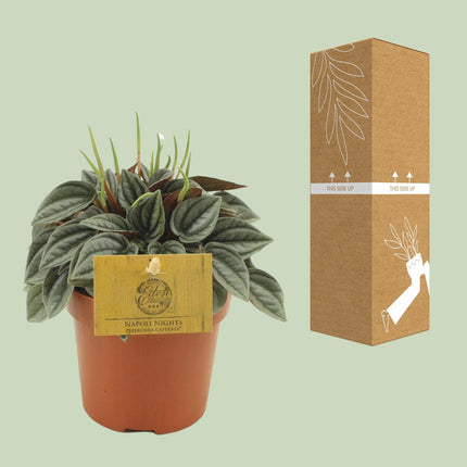 Peperomia Napoli Nuits - ↕15cm - Ø10,5cm