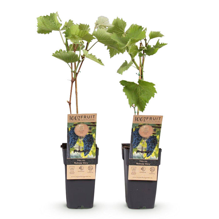 Fruitplant - Blauwe Druif - Vitis vinifera Boskoop Glory - 2 planten - Pot 15cm Hoogte 50cm