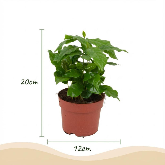 Coffea Arabica - Koffieplant - Wit - ↕15-20cm - Ø12cm