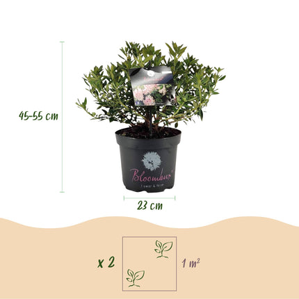 Dwerg Rhododendron - Rhododendron Bloombux Light Pink - Bloeiende Buxus - Licht Roze Bloem - ↕45-55cm - Ø23cm