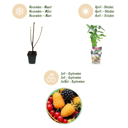 Obstpflanzen – Dreifarbig – Rote Johannisbeere – Gelbe Himbeere – Brombeere – Winterhart – 6 Pflanzen – 9-cm-Topf