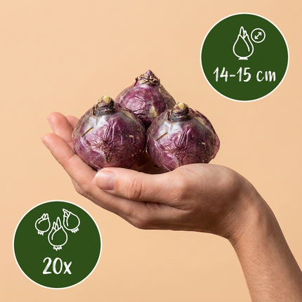 20x Hyacinthus Blue mieszanka wodna - Cebule kwiatowe - Hiacynt niebieski - Niebieski - Kwitnący wiosną - Rozmiar cebuli 14/15
