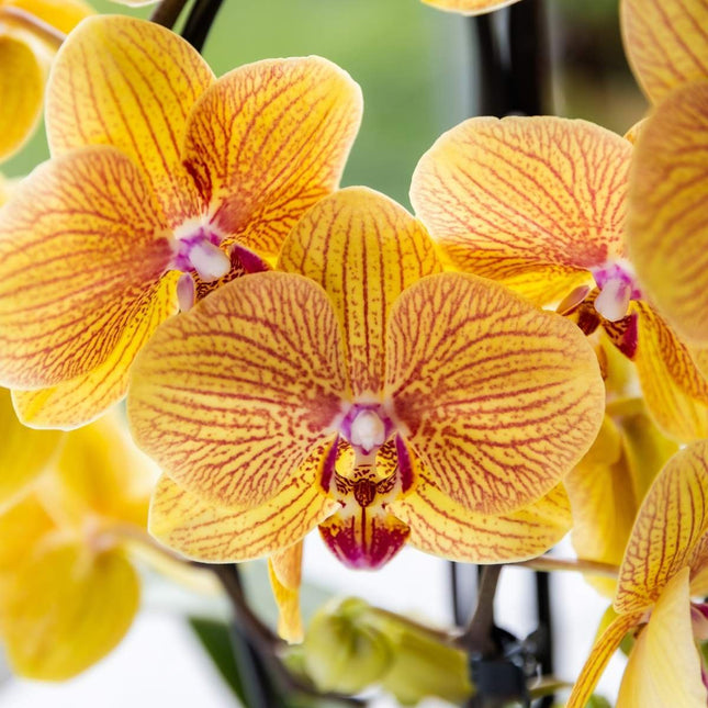 Kolibri Orchids | Combi Deal - 4 Oranje-Roze Phalaenopsis Orchideeën Niagara Fall Sunny Bunny - Ø12 cm