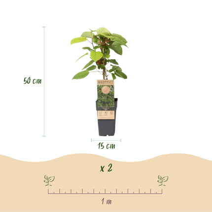 Actinidia arguta Weiki - Kiwiplant - Mannelijk - Rode - Paarse Vruchtjes - ↕50cm - Ø15cm