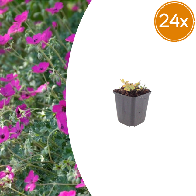 Geranium sanguineum 'Max Frei' - Bloedooievaarsbek - ↕10-25cm - Ø9cm - 24x