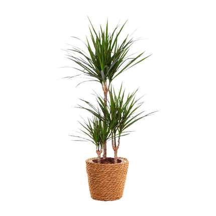 Dracaena Marginata - Pianta del drago - ↕95cm - Ø21cm