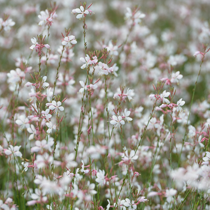 Bellissima candela - Gaura lindheimeri - ↕10-25cm - Ø9cm - 12x