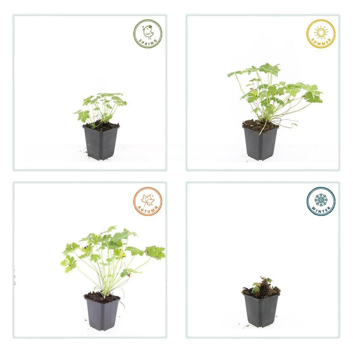 Geranium macrorrhizum 'Czakor' - ↕10-25cm - Ø9cm - 20x