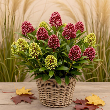Skimmia japonica Festival - Fleurs blanches et rouges - Plus de 15 fleurs - ↕30 cm - Ø15 cm