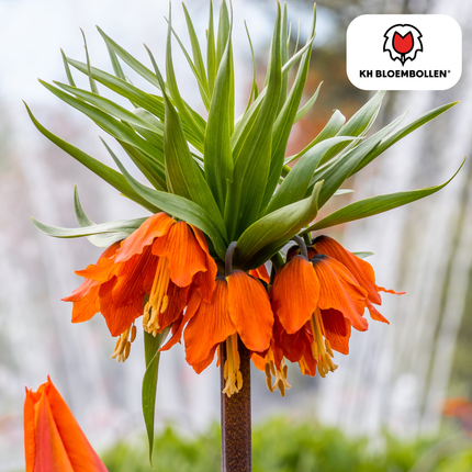 Fritillaria Crown Imperial Rubra red/orange 5 pieces
