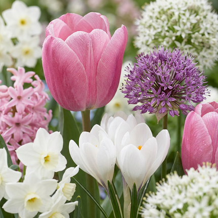 1000x Bulb Garden Pink - Bloembollen - Bollentuinroze - Diversen - Zomerbloeier - Bolmaat 10/12