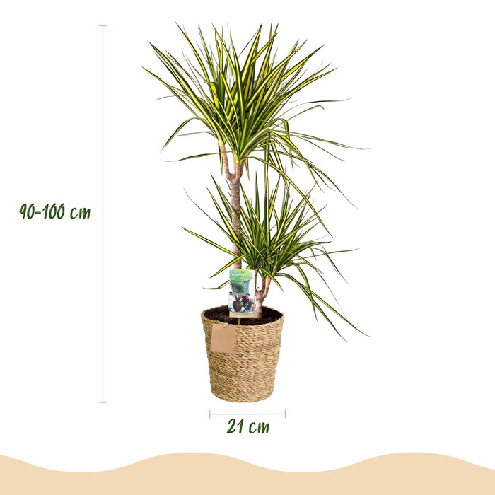 Dracaena Sunray - Drakenbloedboom - met mand - Groen - Pot 21cm - Hoogte 90-100cm