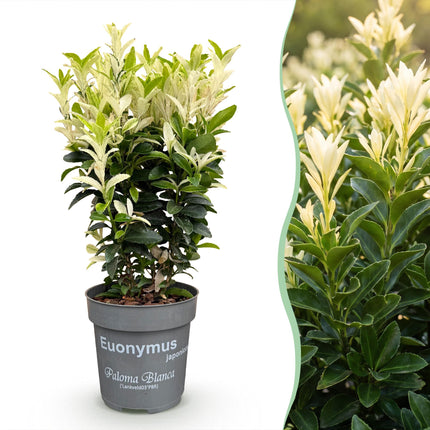 Euonymus japonica Paloma Blanca - Kardinaalsmuts - 24x Haagplanten - Groenblijvend - Groen - Wit - Pot 9cm - Hoogte 20-30cm