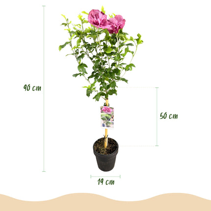Hibiscus syriacus Magenta Chiffon® - Plante sur tige - Plante de terrasse - ↕90cm - Ø19cm